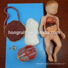 ISO Advanced Anatomical Model of Fetus with Viscus and Placenta